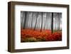 Red Flowers in a Foggy Forest-null-Framed Art Print