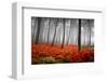 Red Flowers in a Foggy Forest-null-Framed Art Print