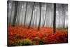 Red Flowers in a Foggy Forest-null-Stretched Canvas