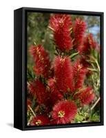 Red Flowers of the Native Bottle Brush Bush, a Wild Flower of Australia, Pacific-Ken Gillham-Framed Stretched Canvas