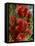 Red Flowers of the Native Bottle Brush Bush, a Wild Flower of Australia, Pacific-Ken Gillham-Framed Stretched Canvas
