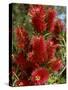 Red Flowers of the Native Bottle Brush Bush, a Wild Flower of Australia, Pacific-Ken Gillham-Stretched Canvas