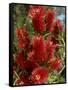 Red Flowers of the Native Bottle Brush Bush, a Wild Flower of Australia, Pacific-Ken Gillham-Framed Stretched Canvas