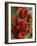 Red Flowers of the Native Bottle Brush Bush, a Wild Flower of Australia, Pacific-Ken Gillham-Framed Photographic Print