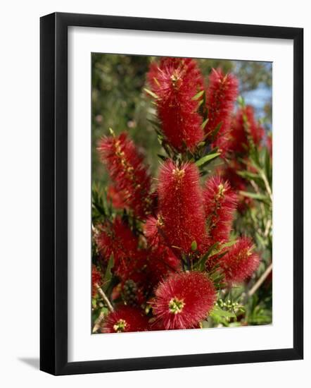 Red Flowers of the Native Bottle Brush Bush, a Wild Flower of Australia, Pacific-Ken Gillham-Framed Photographic Print