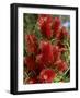 Red Flowers of the Native Bottle Brush Bush, a Wild Flower of Australia, Pacific-Ken Gillham-Framed Photographic Print