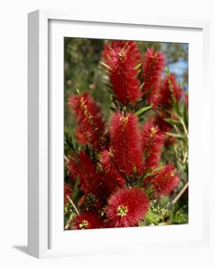 Red Flowers of the Native Bottle Brush Bush, a Wild Flower of Australia, Pacific-Ken Gillham-Framed Photographic Print