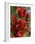 Red Flowers of the Native Bottle Brush Bush, a Wild Flower of Australia, Pacific-Ken Gillham-Framed Photographic Print