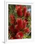 Red Flowers of the Native Bottle Brush Bush, a Wild Flower of Australia, Pacific-Ken Gillham-Framed Photographic Print