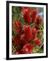 Red Flowers of the Native Bottle Brush Bush, a Wild Flower of Australia, Pacific-Ken Gillham-Framed Photographic Print