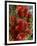 Red Flowers of the Native Bottle Brush Bush, a Wild Flower of Australia, Pacific-Ken Gillham-Framed Photographic Print