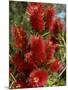 Red Flowers of the Native Bottle Brush Bush, a Wild Flower of Australia, Pacific-Ken Gillham-Mounted Photographic Print