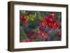 Red Flowers on a Branch-Anna Miller-Framed Photographic Print