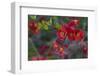 Red Flowers on a Branch-Anna Miller-Framed Photographic Print