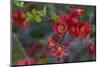 Red Flowers on a Branch-Anna Miller-Mounted Photographic Print