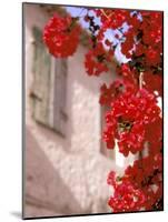 Red Flowers on Main Street, Kardamyli, Messina, Peloponnese, Greece-Walter Bibikow-Mounted Photographic Print