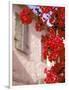 Red Flowers on Main Street, Kardamyli, Messina, Peloponnese, Greece-Walter Bibikow-Framed Photographic Print