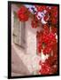 Red Flowers on Main Street, Kardamyli, Messina, Peloponnese, Greece-Walter Bibikow-Framed Photographic Print