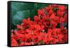 Red Flowers-Brian Moore-Framed Stretched Canvas