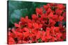 Red Flowers-Brian Moore-Stretched Canvas