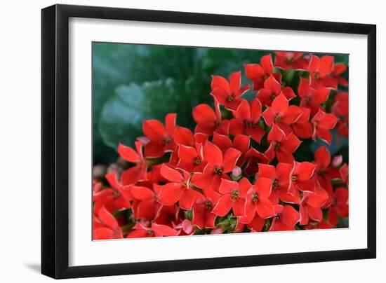 Red Flowers-Brian Moore-Framed Photographic Print