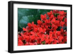 Red Flowers-Brian Moore-Framed Photographic Print