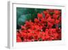 Red Flowers-Brian Moore-Framed Photographic Print