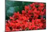 Red Flowers-Brian Moore-Mounted Photographic Print