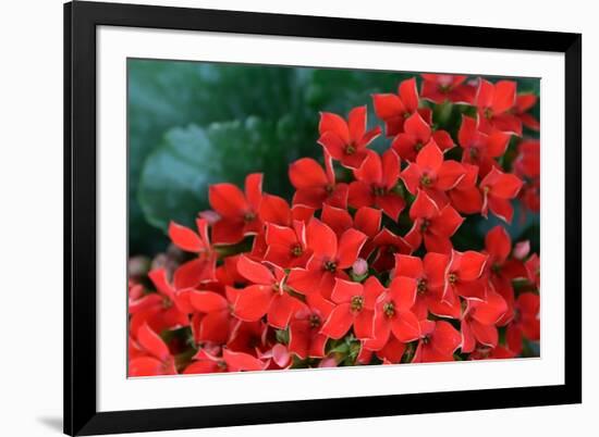 Red Flowers-Brian Moore-Framed Photographic Print