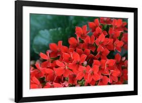 Red Flowers-Brian Moore-Framed Photographic Print