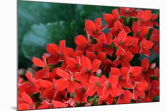 Red Flowers-Brian Moore-Mounted Photographic Print