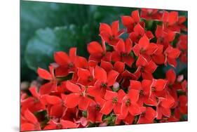 Red Flowers-Brian Moore-Mounted Photographic Print