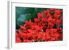 Red Flowers-Brian Moore-Framed Photographic Print