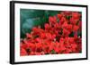 Red Flowers-Brian Moore-Framed Photographic Print