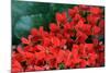 Red Flowers-Brian Moore-Mounted Photographic Print