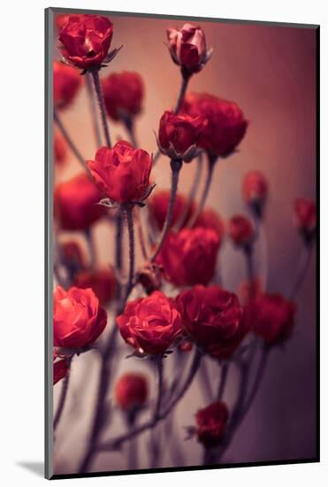 Red Flowers-Incado-Mounted Photographic Print