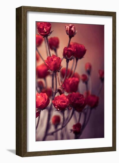 Red Flowers-Incado-Framed Photographic Print