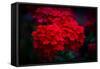 Red Flowers-Philippe Sainte-Laudy-Framed Stretched Canvas