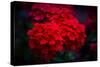 Red Flowers-Philippe Sainte-Laudy-Stretched Canvas