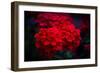 Red Flowers-Philippe Sainte-Laudy-Framed Photographic Print