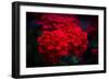 Red Flowers-Philippe Sainte-Laudy-Framed Photographic Print