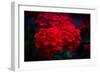 Red Flowers-Philippe Sainte-Laudy-Framed Photographic Print