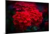 Red Flowers-Philippe Sainte-Laudy-Mounted Photographic Print