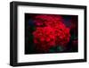 Red Flowers-Philippe Sainte-Laudy-Framed Photographic Print