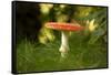 Red Fly agaric in the middle of the grass, bokeh background-Paivi Vikstrom-Framed Stretched Canvas