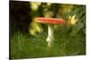 Red Fly agaric in the middle of the grass, bokeh background-Paivi Vikstrom-Stretched Canvas