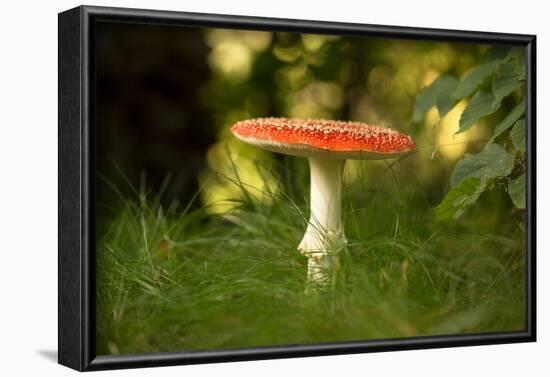 Red Fly agaric in the middle of the grass, bokeh background-Paivi Vikstrom-Framed Photographic Print