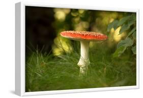 Red Fly agaric in the middle of the grass, bokeh background-Paivi Vikstrom-Framed Photographic Print