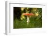 Red Fly agaric in the middle of the grass, bokeh background-Paivi Vikstrom-Framed Photographic Print