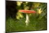 Red Fly agaric in the middle of the grass, bokeh background-Paivi Vikstrom-Mounted Photographic Print